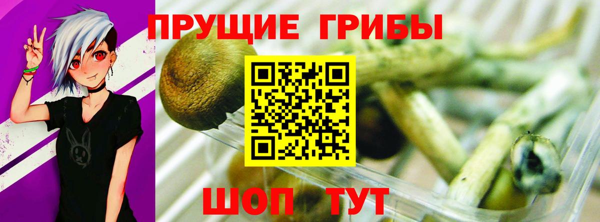 Галлюциногенные грибы Psilocybe Магадан